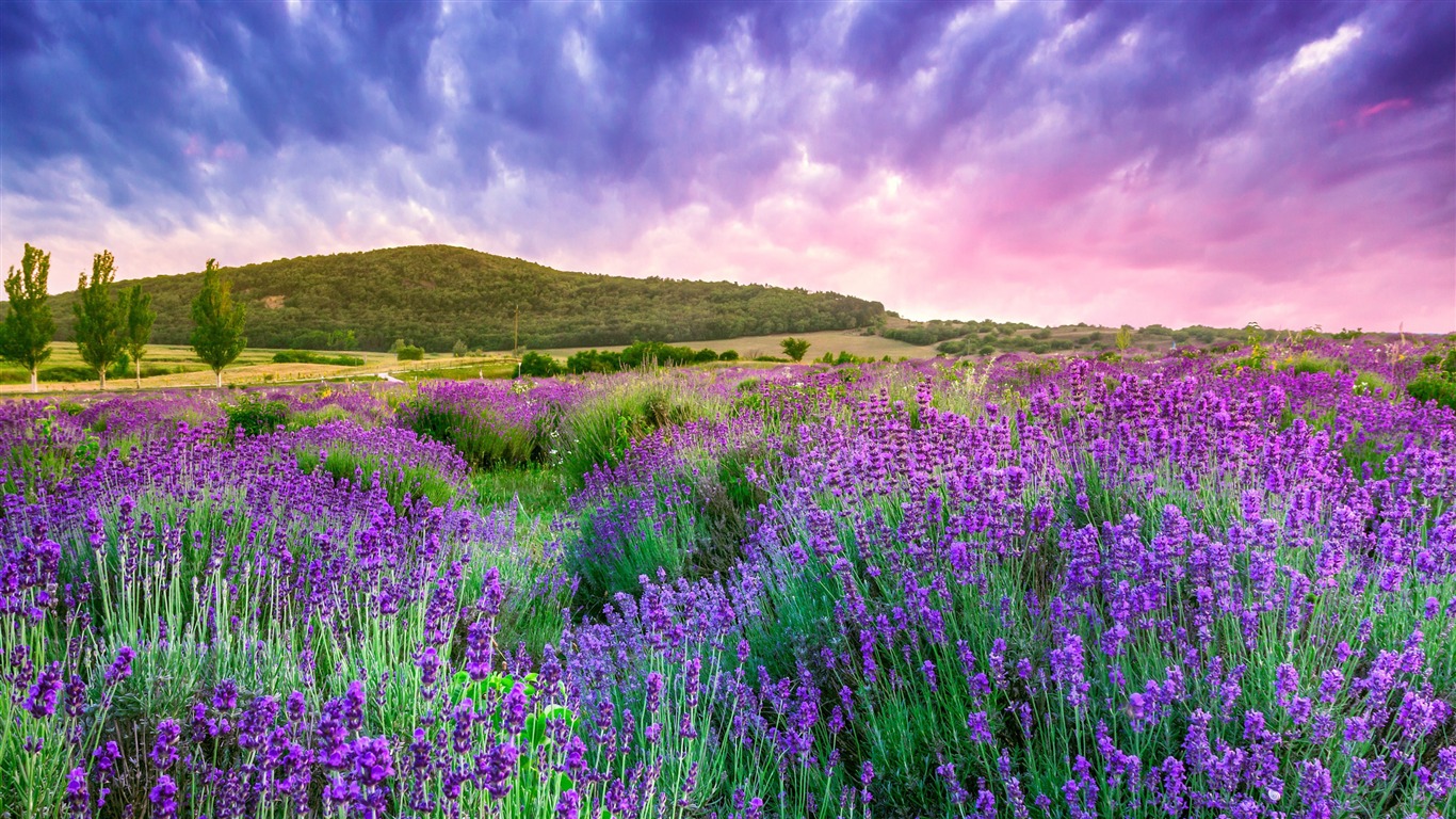 Lavender_Mountain_Provence_2020_Nature_Scenery_Photography_1366x768.jpg