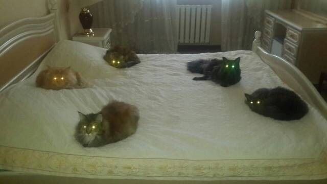 침대를 차지한 고양이들.jpg