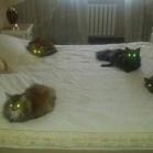 침대를 차지한 고양이들
