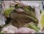 (혐)일본 개구리 회