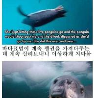인간을 동족으로 착각한 바다표범